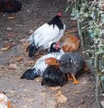 Lakenvelder kriel hanen 04-2025, Dieren en Toebehoren, Pluimvee, Mannelijk, Kip