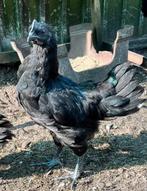 Ayam cemani kuikens hanen, Dieren en Toebehoren, Mannelijk, Kip