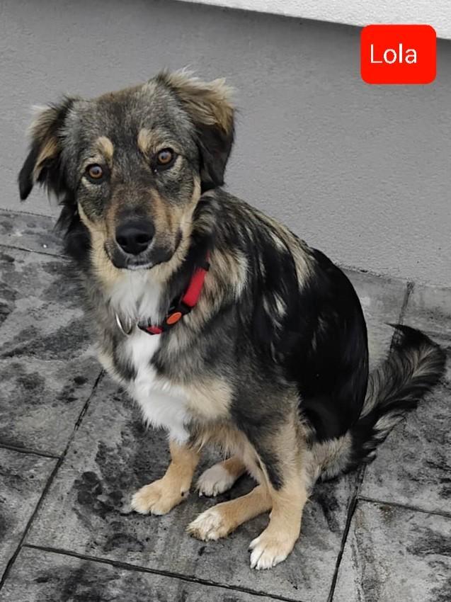 Lola zoekt een lieve baas!, Dieren en Toebehoren, Honden | Jack Russells en Terriërs, Teef, Overige rassen, Handelaar, Eén hond