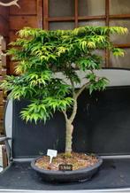 Bonsai Acer Palmatum Seiun kaku Japanse Esdoorn, Tuin en Terras, Planten | Bomen, Halfschaduw, Overige soorten, Minder dan 100 cm