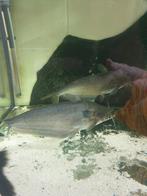 Vissenasiel Diverse vissen voor grote aquaria, Vis, Zoetwatervis