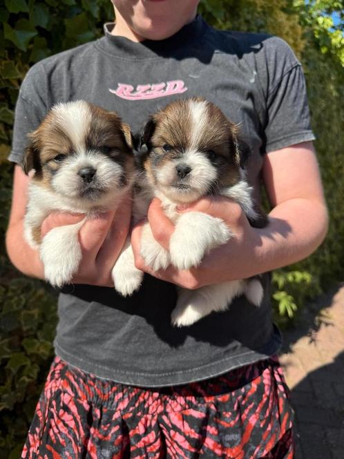 Hele mooie shih tzu x pomeriaan pups, Dieren en Toebehoren, Honden | Chihuahua's en Gezelschapshonden, Meerdere dieren, Overige rassen