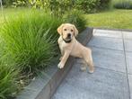 Lieve blonde Labrador pup reu., Rabiës (hondsdolheid), Reu, 8 tot 15 weken, Labrador retriever