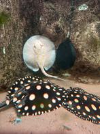 Black diamant bigspot/black daimond  super white  roggen, Dieren en Toebehoren, Vissen | Aquariumvissen, Vis, Zoetwatervis