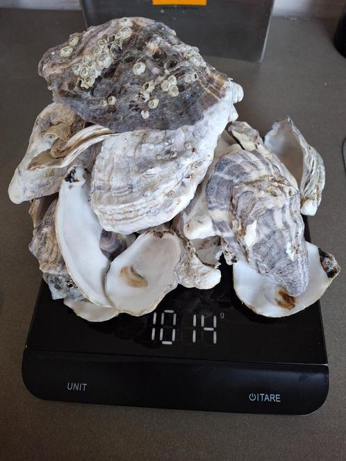 Oesterschelpen 5 kg & 1 kg – Voor decoratie of DIY, Hobby en Vrije tijd, Overige Hobby en Vrije tijd, Gebruikt, Ophalen of Verzenden
