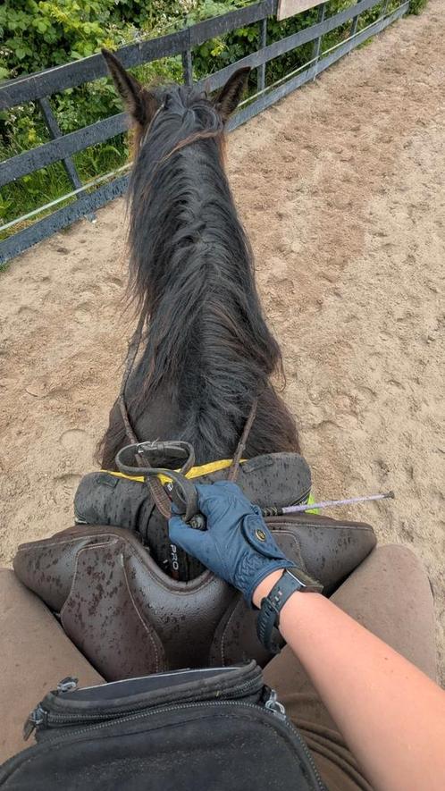 Opzoek naar paard/pony, Dieren en Toebehoren, Overige Dieren-accessoires, Ophalen