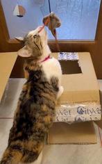 VRIENDELIJKE AANHANKELIJKE SELENA HOOPT OP LIEFDE EN GELUK, Dieren en Toebehoren, Katten en Kittens | Overige Katten, Poes, Kortharig