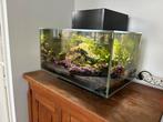 Fluval Edge (LED) met 20 vuurgarnalen, Dieren en Toebehoren, Vissen | Aquaria en Toebehoren, Ophalen, Gebruikt, Gevuld zoetwateraquarium