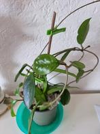 HOJA PLANT, Vaste plant, Ophalen of Verzenden, Klimplanten, Volledige schaduw