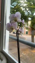 Orchidee flower (orchids), Huis en Inrichting, Woonaccessoires | Kunstplanten en Kunstbloemen, Ophalen, Zo goed als nieuw