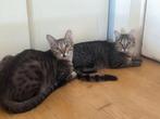 Zeer lieve kittens 11 mnd(gesteril./gecastreerd, chip, vacc), Dieren en Toebehoren, Katten en Kittens | Overige Katten, Meerdere dieren