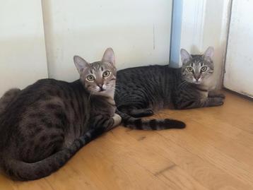 Zeer lieve kittens 11 mnd(gesteril./gecastreerd, chip, vacc) beschikbaar voor biedingen