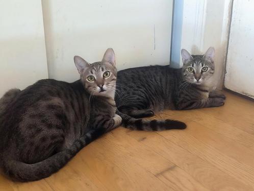 Zeer lieve kittens 11 mnd(gesteril./gecastreerd, chip, vacc), Dieren en Toebehoren, Katten en Kittens | Overige Katten, Kortharig