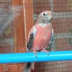 2 bourkes, Dieren en Toebehoren, Vogels | Parkieten en Papegaaien, Geslacht onbekend, Parkiet