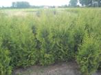 Thuja Brabant haagconiferen weer in alle maten leverbaar, Ophalen of Verzenden, Conifeer, Haag, 100 tot 250 cm