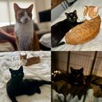 Jip en Saar zoeken een nieuw warm huisje!, Dieren en Toebehoren, Katten en Kittens | Overige Katten, Meerdere dieren, Kortharig