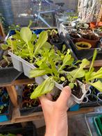 Tray pluksla, Volle zon, Groenteplanten, Eenjarig, Ophalen of Verzenden