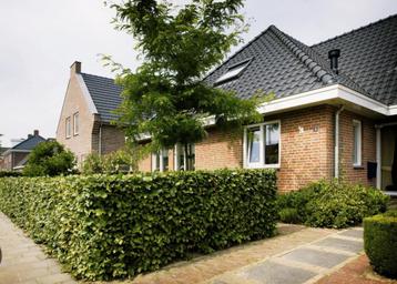 Carpinus betulus haag beschikbaar voor biedingen