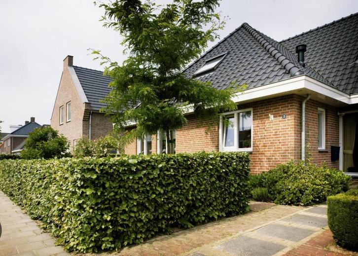 Carpinus betulus haag, Tuin en Terras, Planten | Struiken en Hagen, Beukenhaag, 100 tot 250 cm, Ophalen of Verzenden