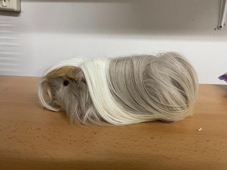 Cavia kapper trimsalon, Dieren en Toebehoren, Knaagdieren, Meerdere dieren, Cavia, Januari