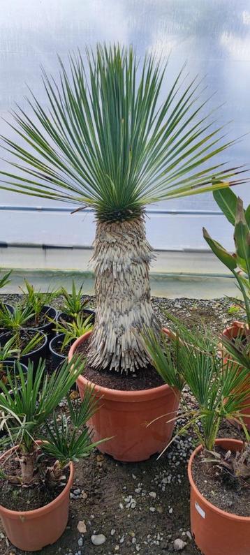 Yucca rostrata palmboom