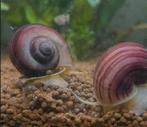 Paarse slakken, Dieren en Toebehoren, Vissen | Aquariumvissen, Slak of Weekdier