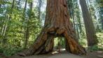 Sequoia semprevirens en gigantea vanaf  15 t/m 45 euro, Tuin en Terras, Planten | Bomen, In pot, Ophalen of Verzenden
