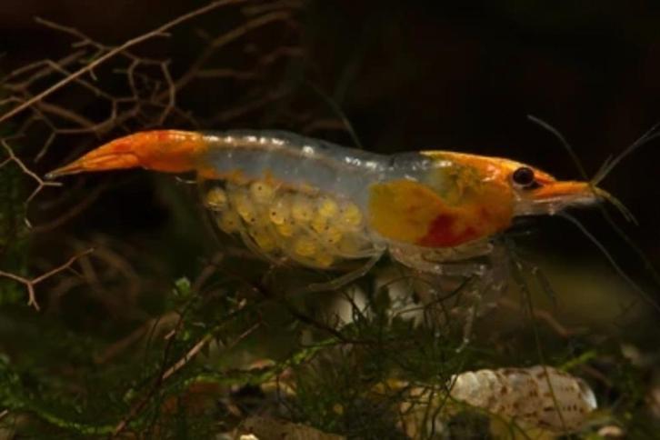 Oranje Rilli Sakura garnaal, Dieren en Toebehoren, Vissen | Aquariumvissen, Zoetwatervis, Kreeft, Krab of Garnaal