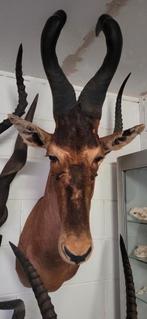 Opgezet rood hartebeest, opgezette, Ophalen, Zo goed als nieuw, Opgezet dier
