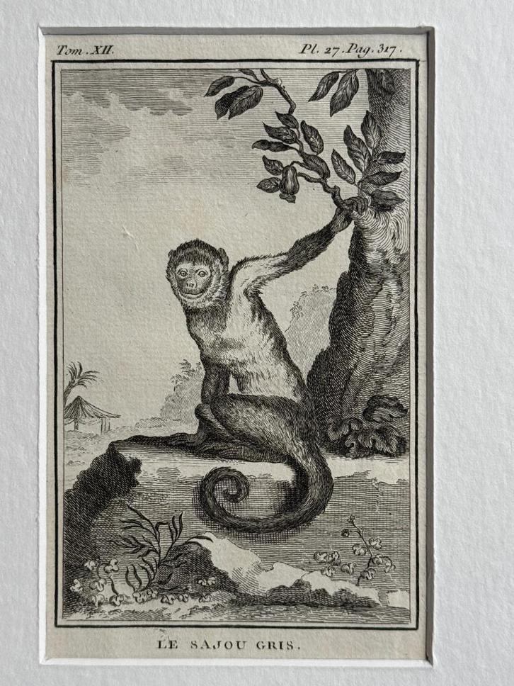 OUD 1770 Sajou Gris -  aap., Antiek en Kunst, Kunst | Etsen en Gravures, Ophalen of Verzenden