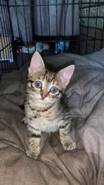 Kittens, Dieren en Toebehoren, Geslacht onbekend, Kortharig, 0 tot 2 jaar