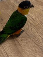Leuke pratende zwartkop caique, Dieren en Toebehoren, Vogels | Parkieten en Papegaaien, Papegaai, Pratend