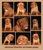 Bordeaux dog pups, Overige rassen, Meerdere, Meerdere dieren, Nederland