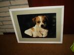 Leuke ingelijste foto's van een Jack Russel-pup.  Zie foto's, Huis en Inrichting, Minder dan 50 cm, Oorspronkelijke maker, Ophalen of Verzenden