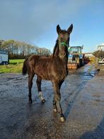 Te koop Groninger merrieveulen, Dieren en Toebehoren, Paarden, Merrie, Minder dan 160 cm, Niet van toepassing, 0 tot 2 jaar