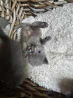 Britse korthaar Kittens, Dieren en Toebehoren, Meerdere dieren, 0 tot 2 jaar