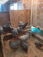 Amrock kippen groot, Dieren en Toebehoren, Pluimvee, Meerdere dieren, Kip