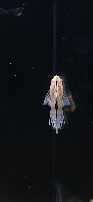 Prachtige ancistrus longfin albino koppels beschikbaar voor biedingen