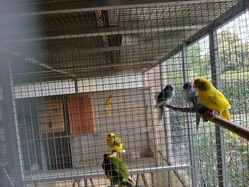 Diversen, Dieren en Toebehoren, Vogels | Parkieten en Papegaaien, Parkiet, Meerdere dieren, Geringd