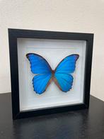Echte Morpho menelaus taxidermy vlinder blauw in lijst, Verzamelen, Dierenverzamelingen, Ophalen of Verzenden