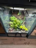 Terrarium met gifkikkers, Dieren en Toebehoren, Amfibie, Met terrarium, 0 tot 2 jaar