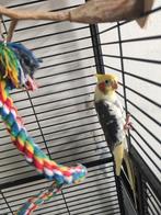 Valkparkieten, Dieren en Toebehoren, Vogels | Parkieten en Papegaaien, Meerdere dieren, Parkiet