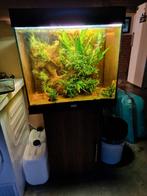 Aquarium Juwel Lido 120 incl. kast, filter en decor, Ophalen, Gebruikt, Gevuld zoetwateraquarium