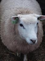 Drachtige zwoegervrije ooilammeren SwifTex, Dieren en Toebehoren, Schapen, Geiten en Varkens, Vrouwelijk, Schaap