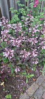 Penstemon Dark Towers, Tuin en Terras, Bloembollen en Zaden, Ophalen of Verzenden, Zaad