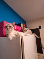 Kittens Britse Korthaar vader  & X Turkse Van Ragdoll moeder, Dieren en Toebehoren, Katten en Kittens | Raskatten | Korthaar, Poes