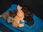 Kittens, Dieren en Toebehoren, Katten en Kittens | Overige Katten, Kater