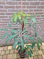 Schefflera alpina, Ophalen, Overige soorten, Volle zon