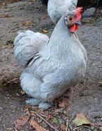 3  hennen ( waarvan 2 cochin ), Dieren en Toebehoren, Pluimvee, Vrouwelijk, Kip