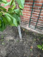 kersenboom, Tuin en Terras, Planten | Bomen, Ophalen of Verzenden, Volle zon, Overige soorten